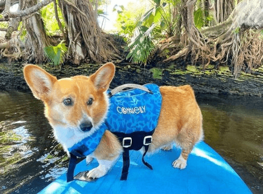 DOG NEOPRENE VEST - OTIS